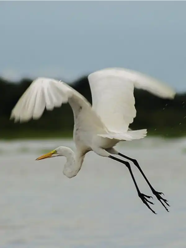 Garza blanca volando a ras del agua durante una excursión de navegación en el río Amazonas, Perú.
