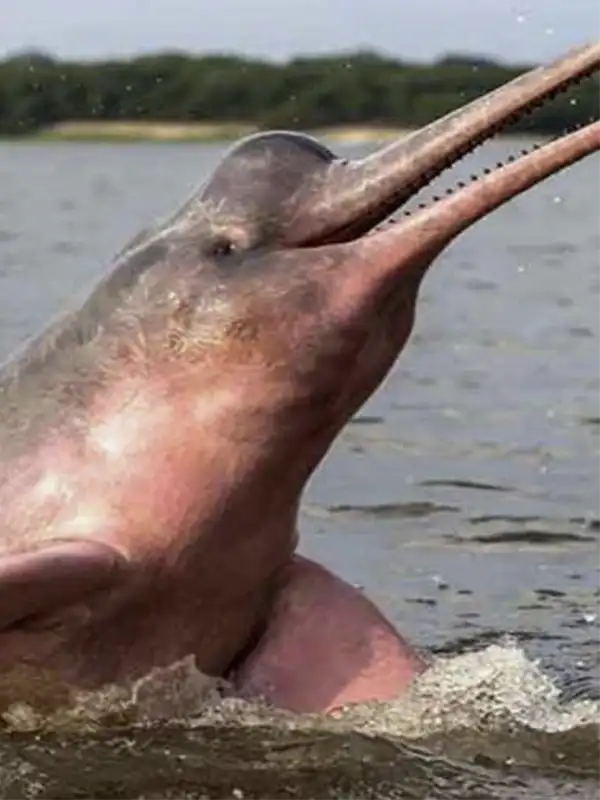 Primer plano de un delfín rosado nadando en la superficie de las aguas del río Amazonas.