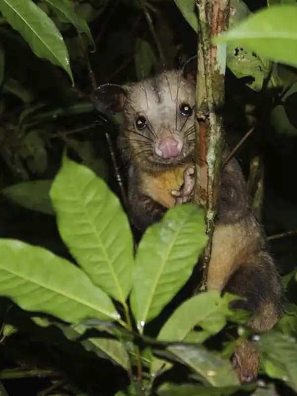 Pequeño marsupial nocturno aferrado a una rama, avistado durante una expedición en la selva de noche.