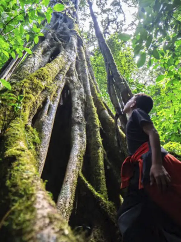 Viajero contemplando árboles gigantes cubiertos de musgo en la Reserva Biológica Bosque Nuboso de Monteverde