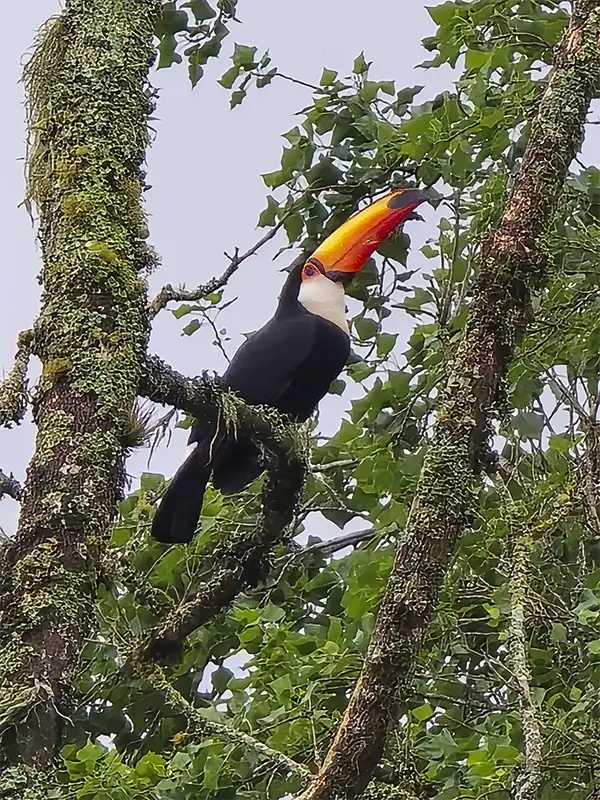Tucán posado en un árbol en las Yungas de Jujuy, rodeado de vegetación natural.
