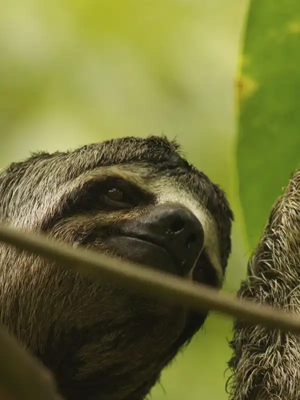 Primer plano de la cara de un perezoso de tres dedos, con su característica "sonrisa", colgado de una rama en la exuberante selva amazónica peruana durante una excursión con Vivak Aventuras.
