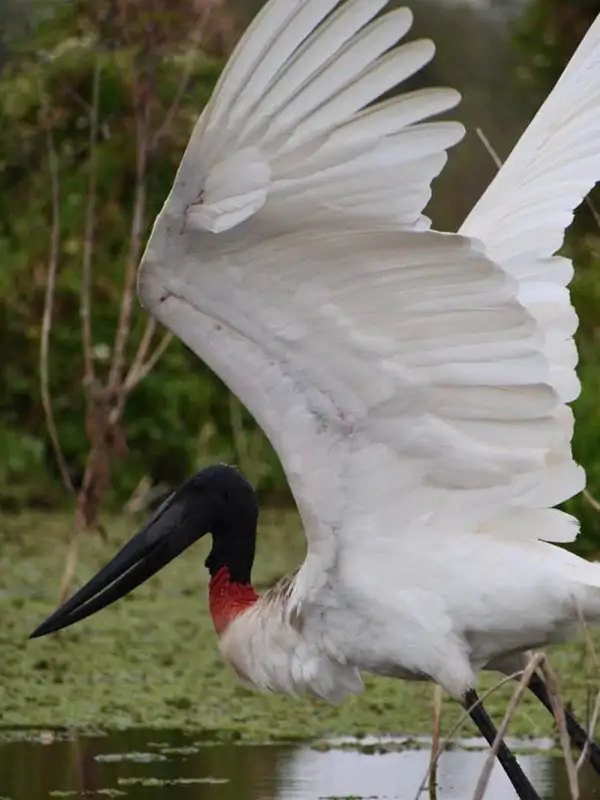 Jabirú desplegando sus alas a orillas del Bañado La Estrella, Formosa — una de las más de 400 especies de aves que habitan el humedal.