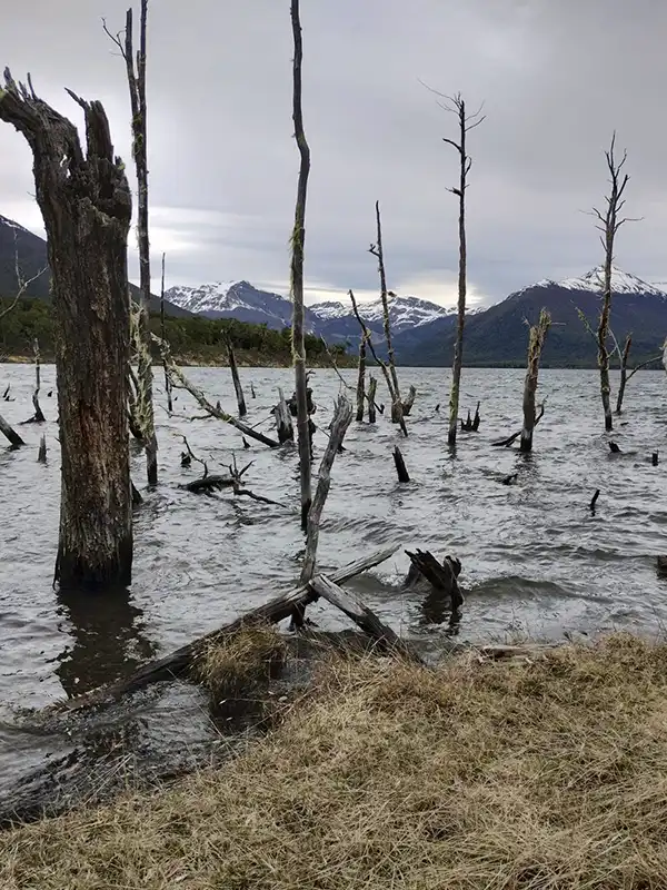 Árboles secos sumergidos en el Lago Escondido con montañas nevadas al fondo, bosque patagónico, Ushuaia, Tierra del Fuego.