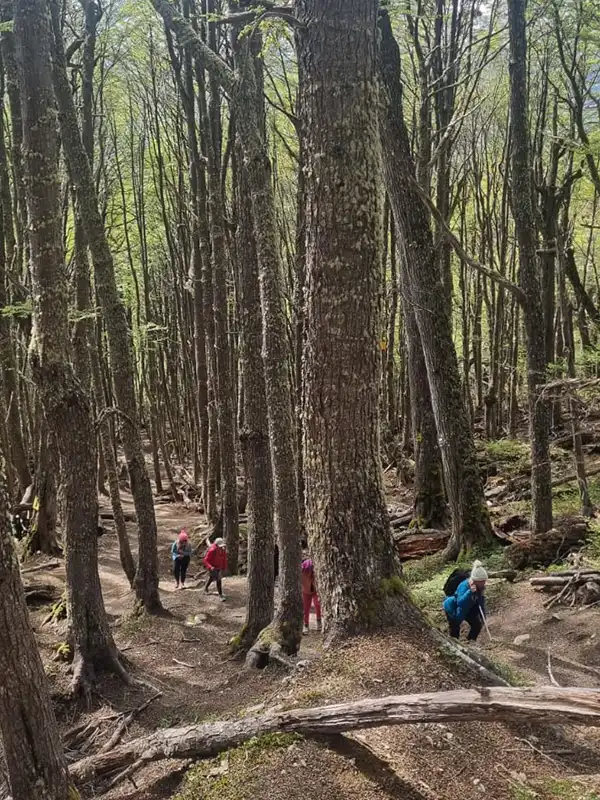 Viajeros caminando entre árboles de lenge de gran altura en el bosque fueguino de Ushuaia, Tierra del Fuego.