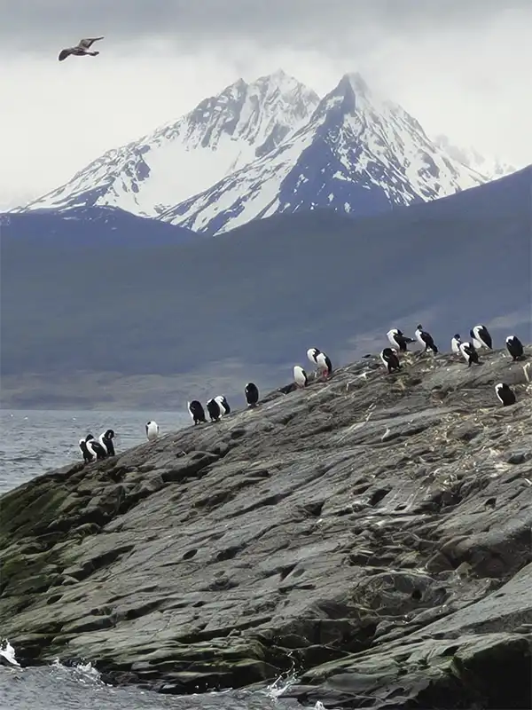 Colonia de cormoranes imperiales descansando sobre una isla rocosa en el Canal Beagle, con imponentes montañas nevadas de fondo.