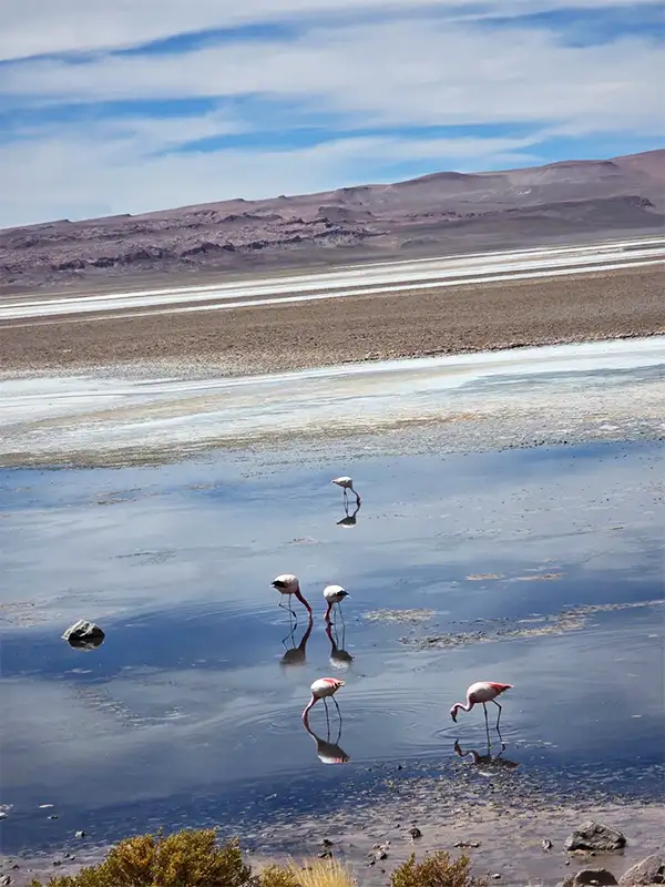 Cuatro flamencos rosados alimentándose en una laguna altiplánica con el salar y montañas áridas de fondo en el Desierto de Atacama