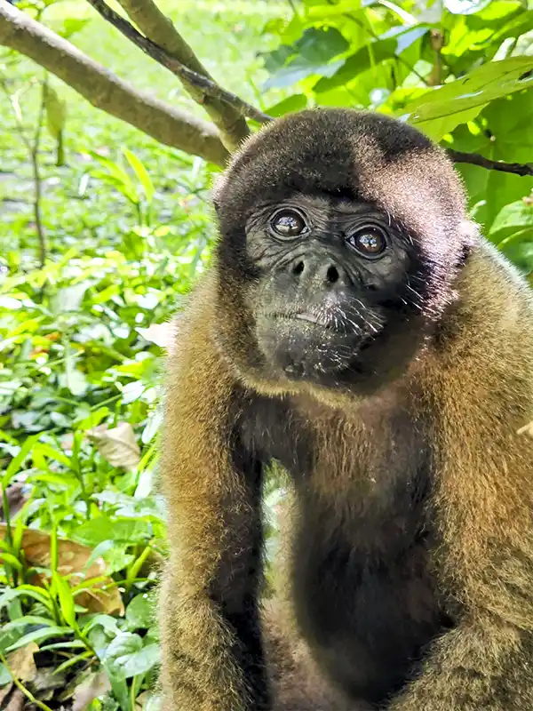 monito-amazonas-peruano