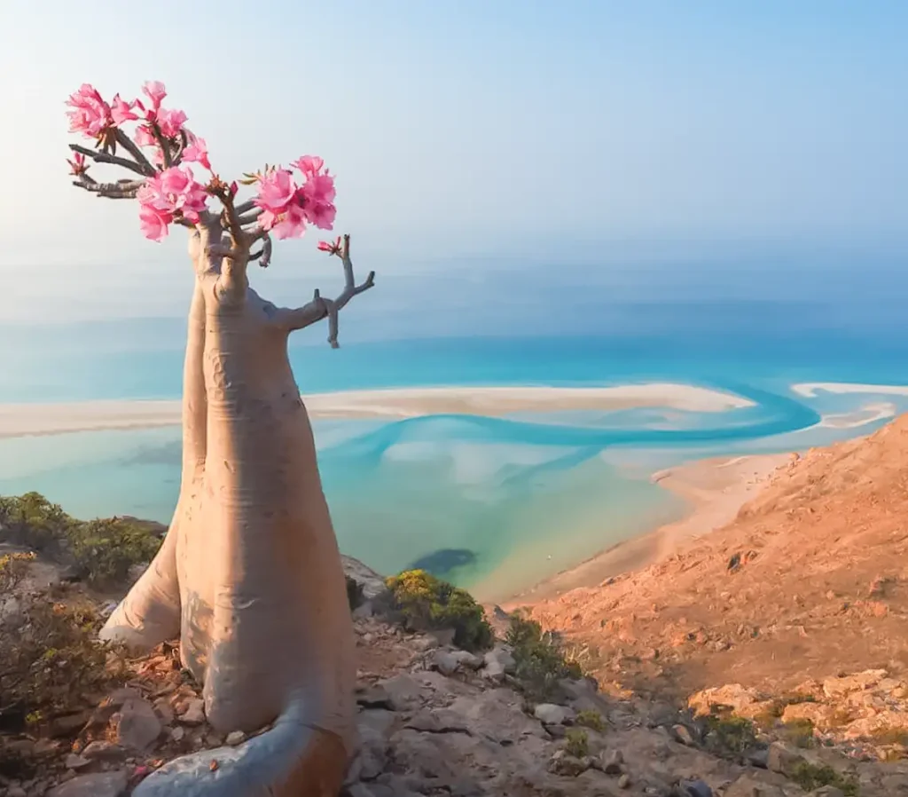 socotra-arbol-botella-florido-costa