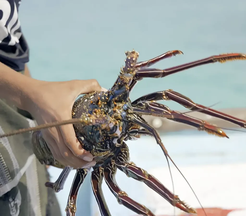 socotra-langosta-pescador-local