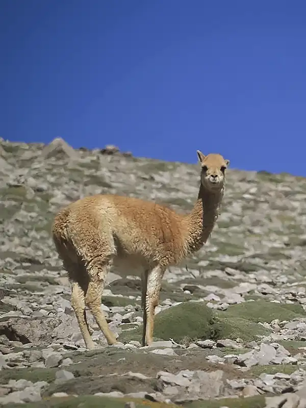 vicuna-ruta-seismiles-catamarca
